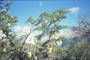 0358 PAINE - cesta od Laguna Amarga.jpg